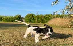 Cockerdor dogs for sale: Cockerdor puppies - Image 9