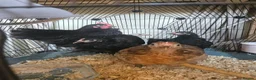 Chickens poultry for sale: 5 Pekin chickens  in Ormskirk - Advert 3