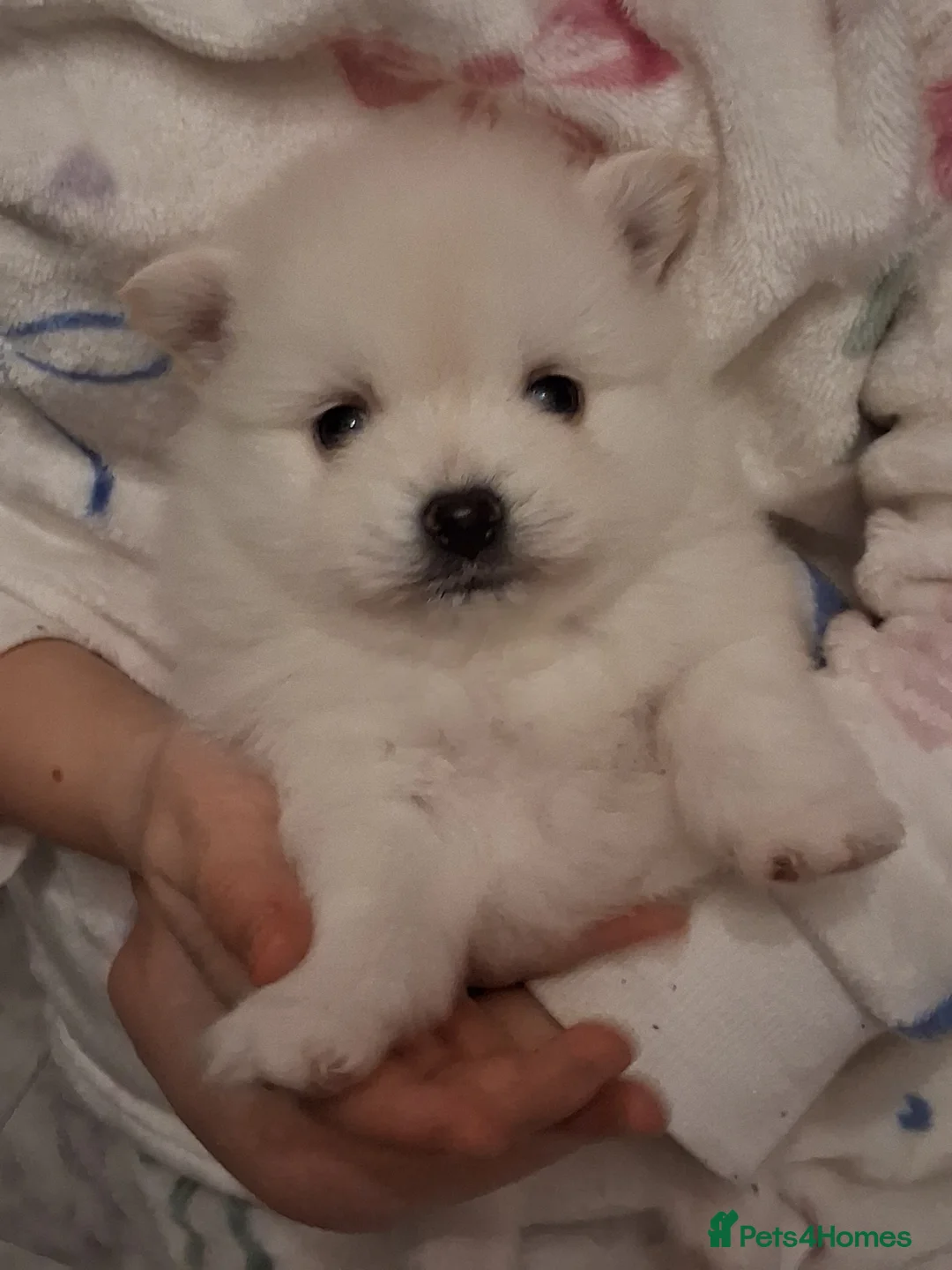 Pomeranian dogs for sale: 💖RARE PURE WHITE POMMERAINIAN💝 - Advert 1
