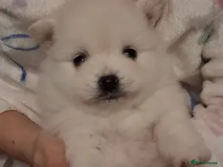 Pomeranian dogs 💖RARE PURE WHITE POMMERAINIAN💝 - Advert 15