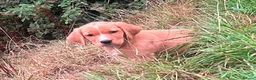 Springador dogs for sale: Happy friendly Springador puppies  - Advert 28