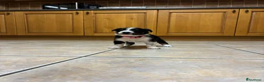Border Collie Puppy 4