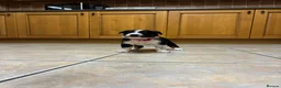 Border Collie dogs for sale: Border collie pups from Tyngraig Jock.  - Advert 8