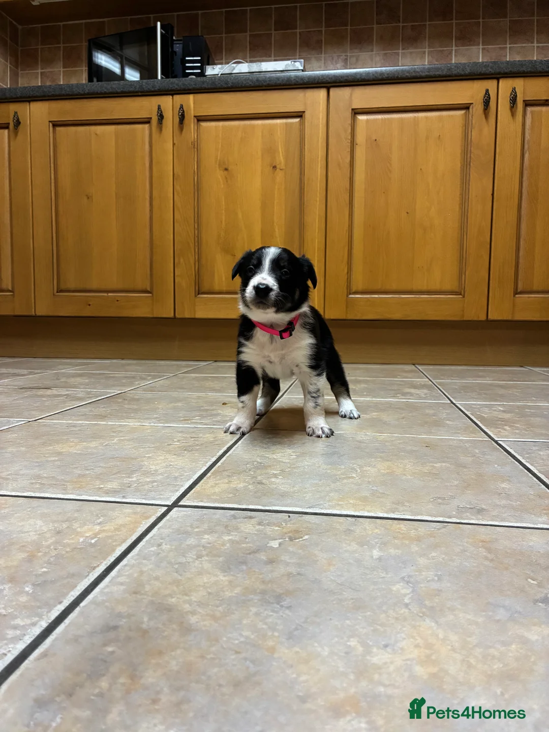 Border Collie dogs for sale: Border collie pups from Tyngraig Jock.  - Advert 8