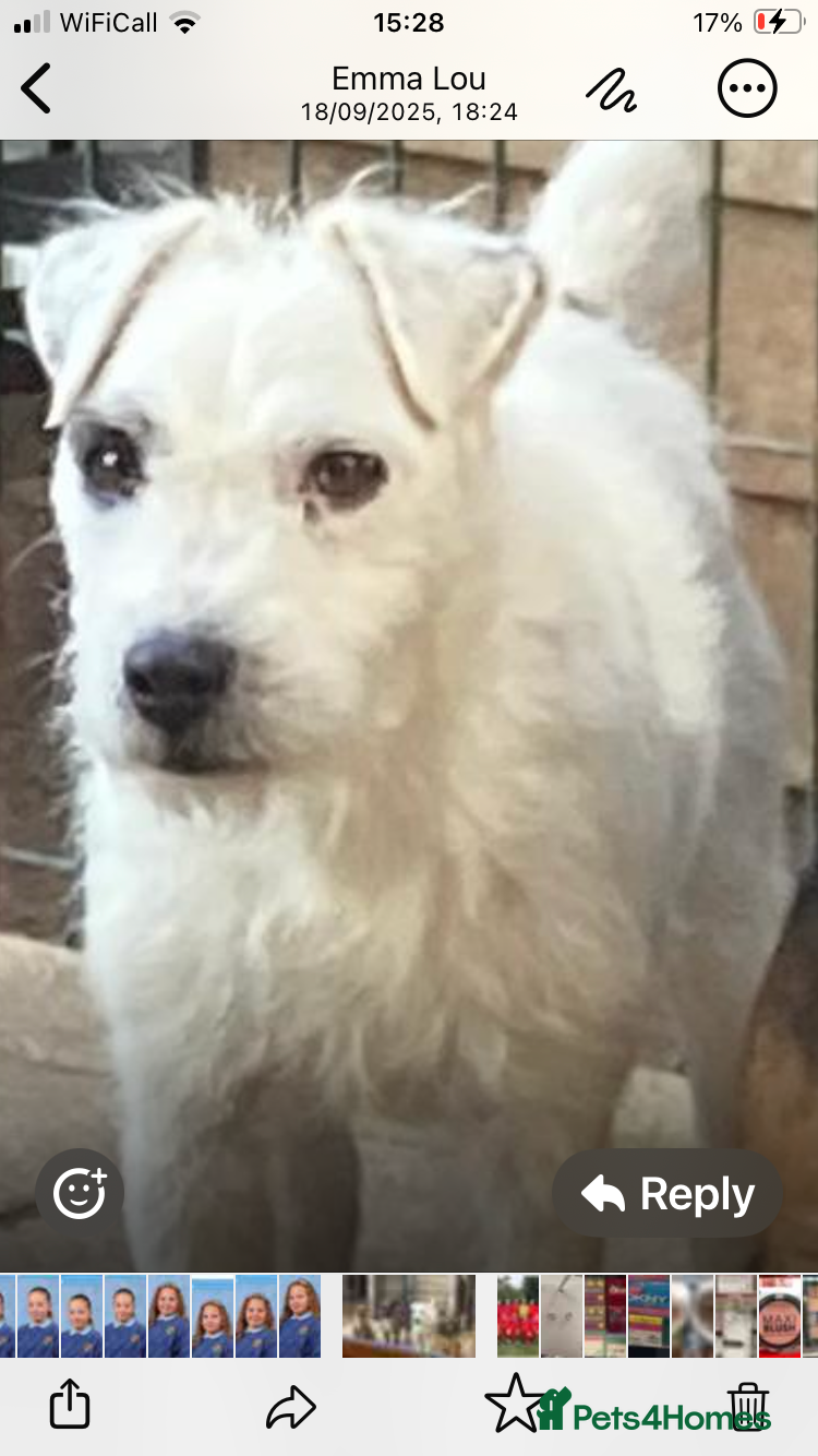 Jack Russell dogs Stud only - Advert 2