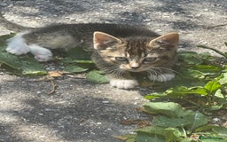 American Shorthair cats for sale: 4 BEAUTIFUL KITTENS FOR SALE - Image 8