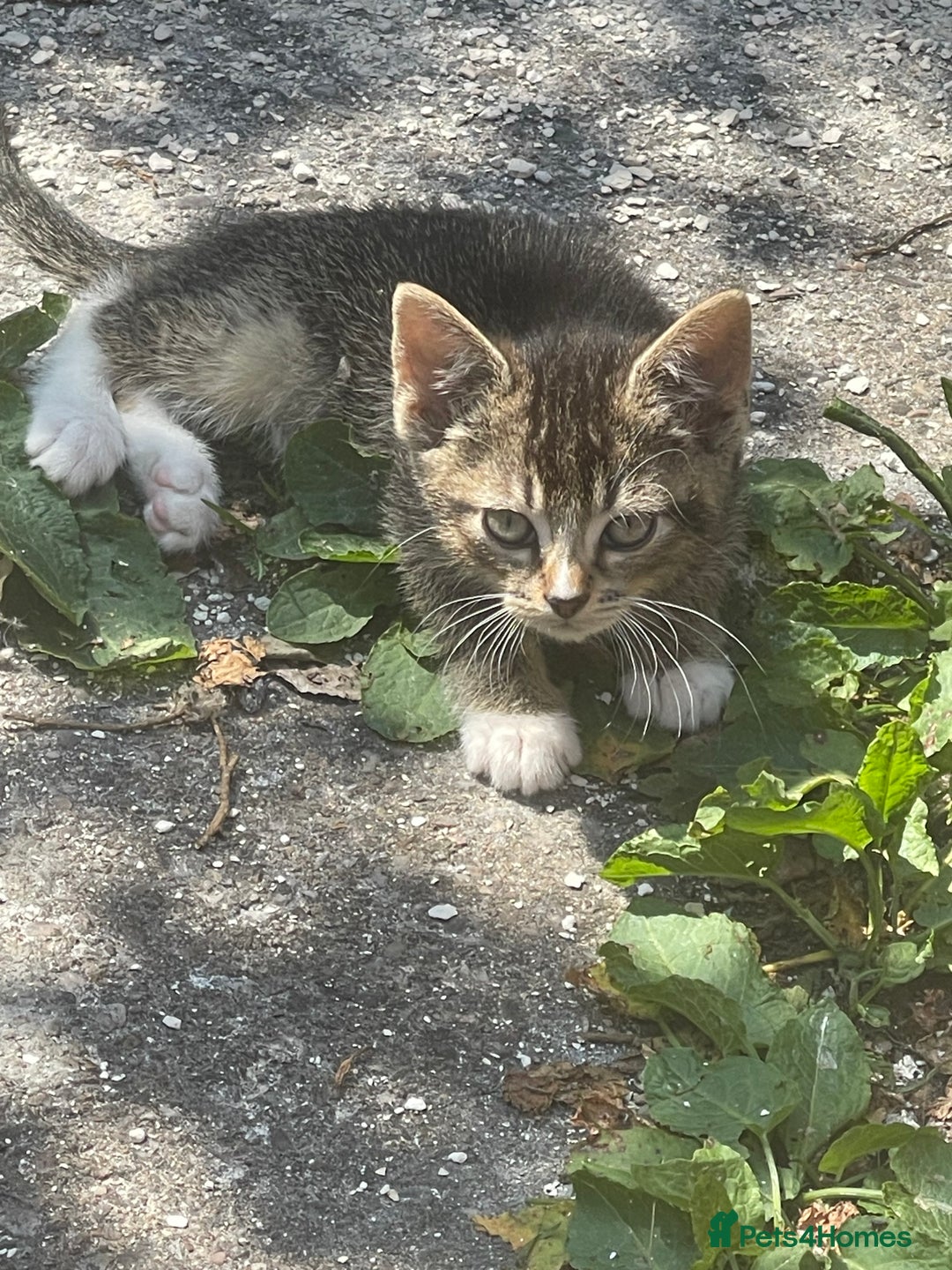 American Shorthair cats for sale: 4 BEAUTIFUL KITTENS FOR SALE - Image 8