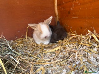 Mini Lop rabbits - Advert 35