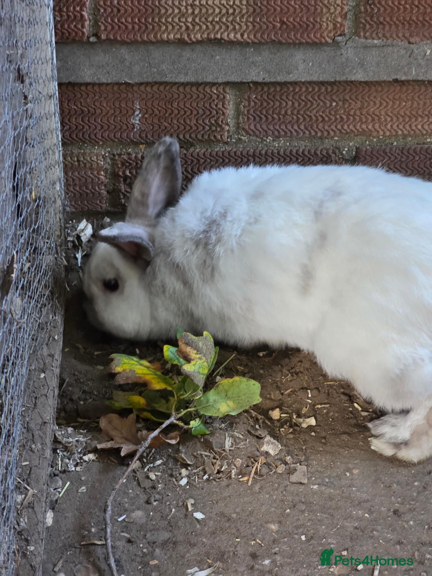 Mixed Breed rabbits Archer  - Advert 2