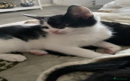 Mixed Breed cats for sale: Looking for forever homes - Image 1
