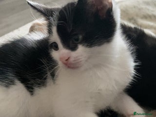 Mixed Breed cats - Advert 35