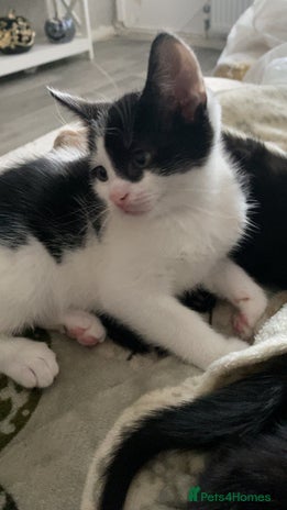 Mixed Breed cats - Advert 1