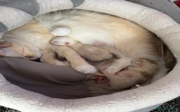 Mixed Breed cats for sale: 2 beautiful Persian/ragdoll boys  - Image 7