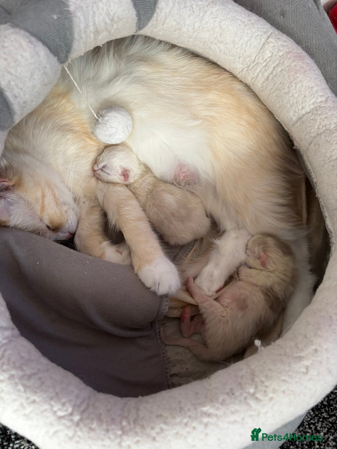 Mixed Breed cats for sale: 2 beautiful Persian/ragdoll boys  - Image 7