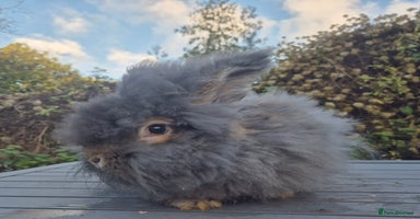Angora rabbits 💙READY NOW💙- Large Angora boy 💙  - Advert 4