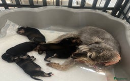 Miniature Schnauzer dogs for sale: 🐾🐶Schnauzer/Schnoodles🐶🐾 - Image 16