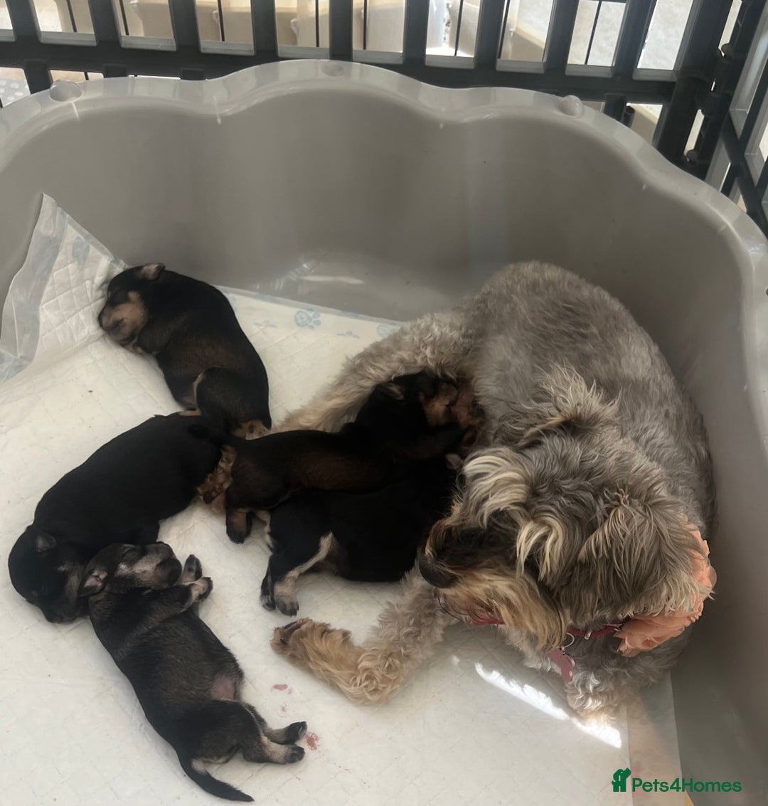 Miniature Schnauzer dogs for sale: 🐾🐶Schnauzer/Schnoodles🐶🐾 - Image 16