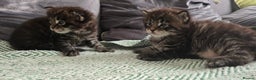 Maine Coon cats for sale: Maine Coon Kittens Booking  - Advert 7