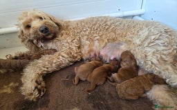 Goldendoodle dogs for sale: Beautiful F1B Goldendoodle Puppies DNA tested - Image 4