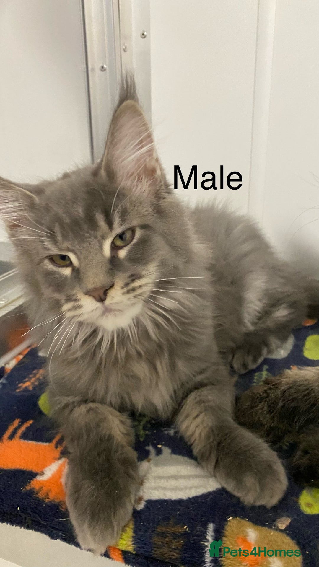 Maine Coon cats for sale: Pedigree Maine Coons - Advert 10