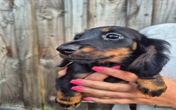 Miniature Dachshund dogs for sale: Long haired miniature dachshunds  - Image 7