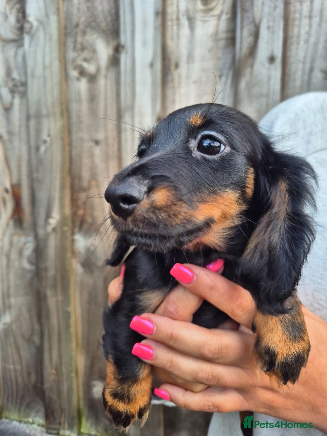 Miniature Dachshund dogs for sale: Long haired miniature dachshunds  - Image 7