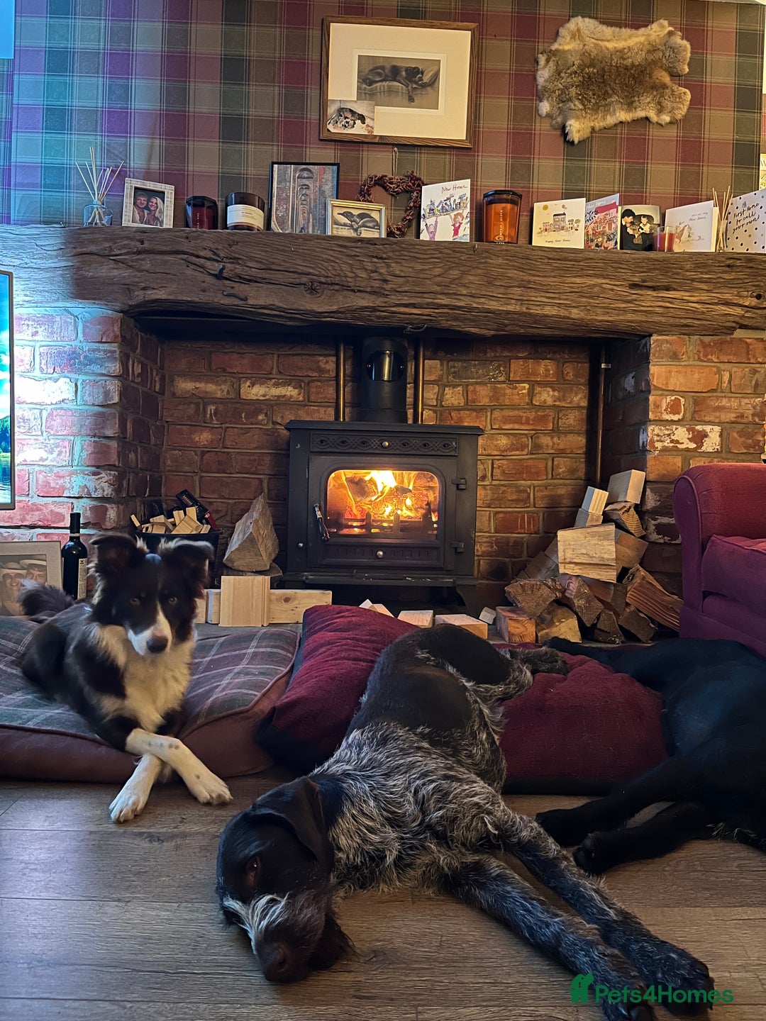 German Wirehaired Pointer dogs for sale: PUPS DUE 25th September  - Image 2