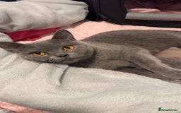 British Shorthair cats for sale: Beautiful Fluffy British Shorthair Kittens  - Image 13