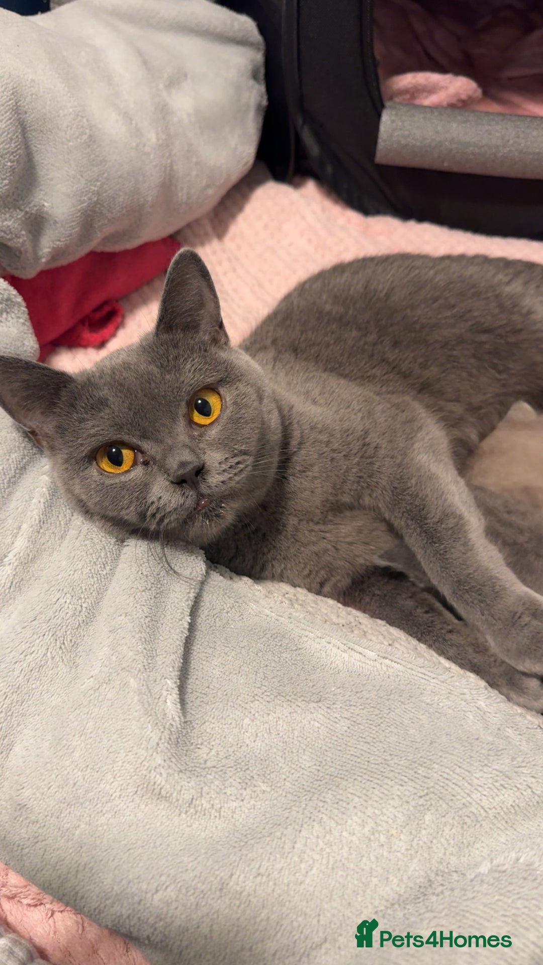 British Shorthair cats for sale: Beautiful Fluffy British Shorthair Kittens  - Image 13
