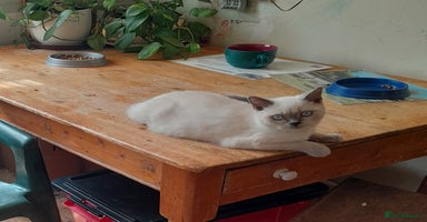 British Shorthair cats in Clacton-on-Sea - Advert 10