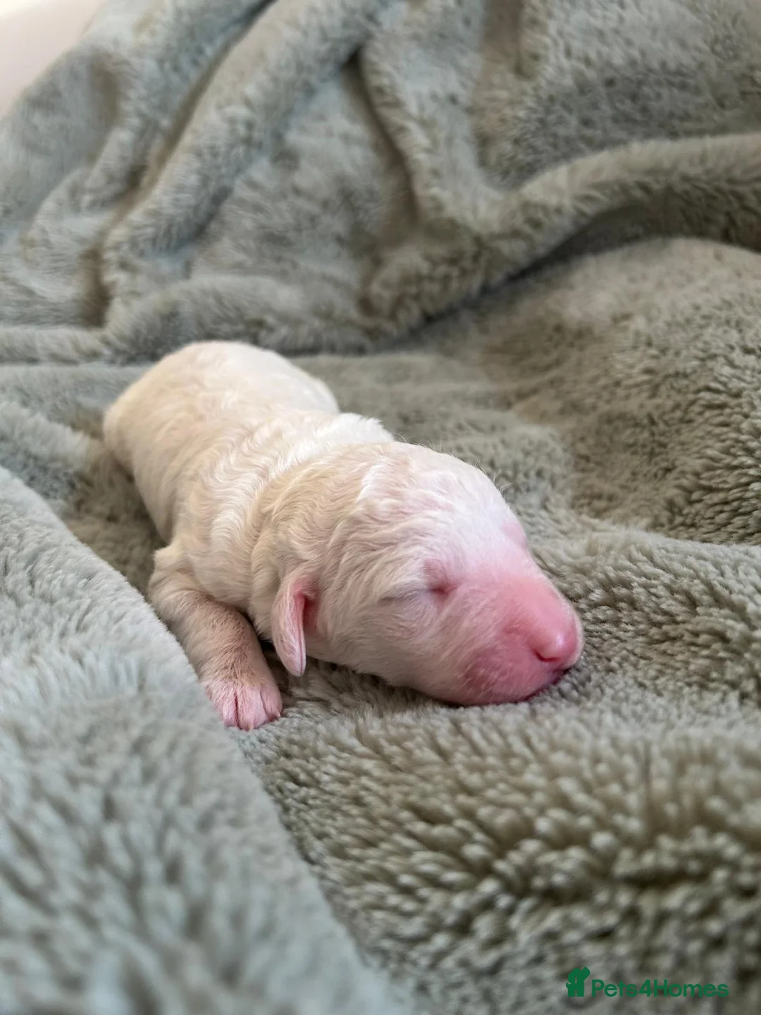 Australian Labradoodle dogs for sale: Australian Labradoodle Puppies - Advert 21