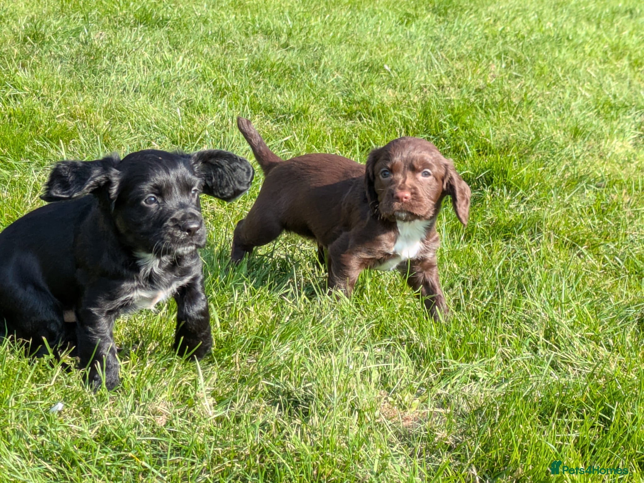 Sprocker dogs Sprocker puppy  - Advert 3