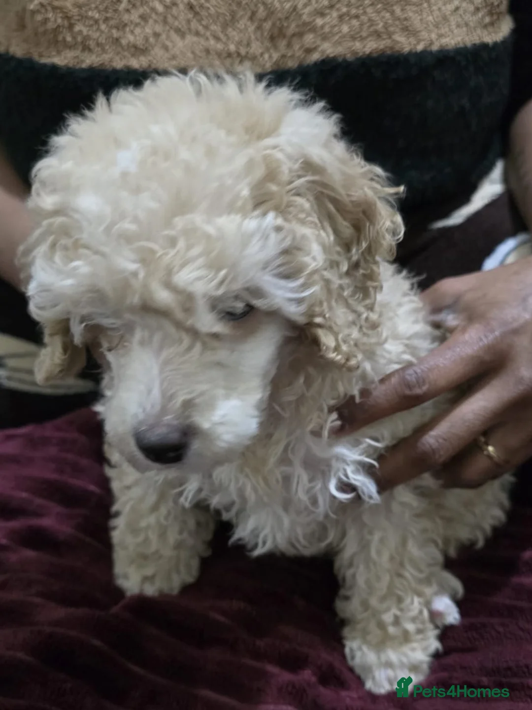 Miniature Poodle dogs for sale: Male miniature poodle 9wks old - Advert 3