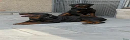 Rottweiler dogs for sale: Beautiful Chunky Rottweiler Puppies Now Here  - Advert 3