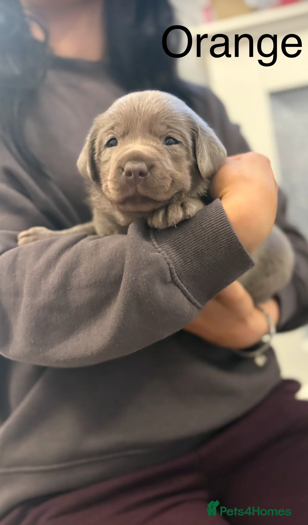 Labrador Retriever dogs for sale: KC silver Labrador (last girl remaining) orange  - Advert 27