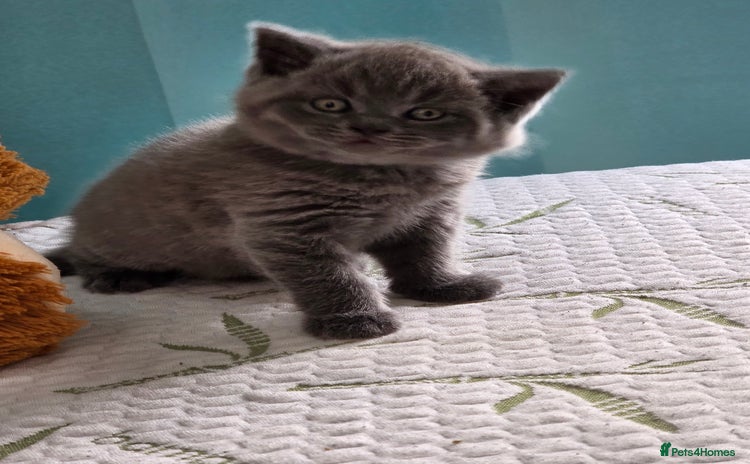 British Shorthair cats - Advert 5