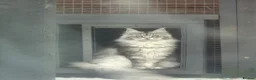 Maine Coon cats for sale: Ready Now Quality TICA Maine Coons active possible - Advert 16