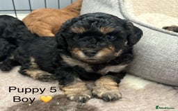 Cavapoo dogs for sale: REDUCED! 1 gorgeous little boy left and ready! in Grays - Image 14