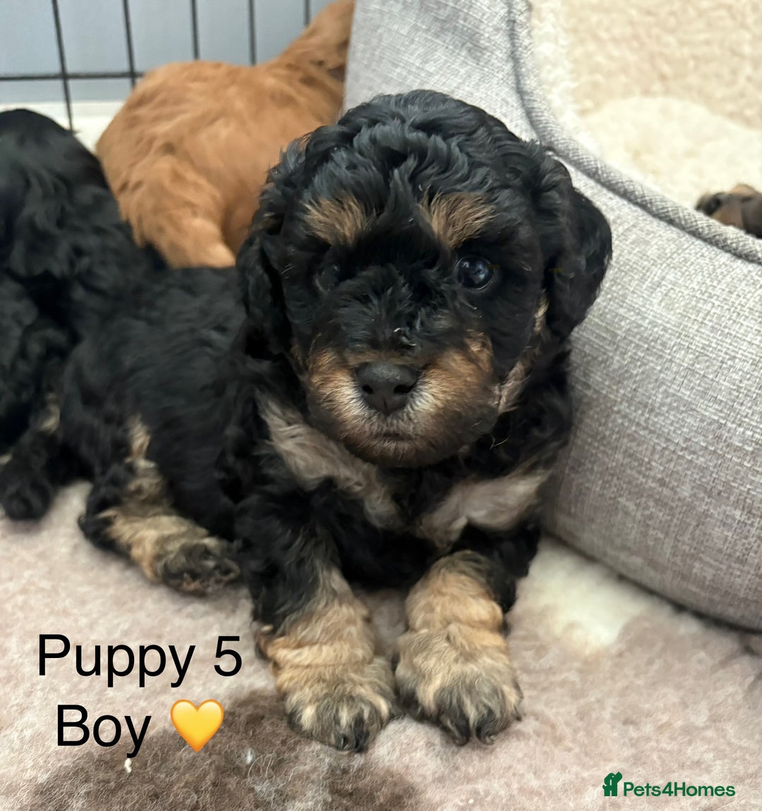 Cavapoo dogs for sale: REDUCED! 1 gorgeous little boy left and ready! in Grays - Image 14