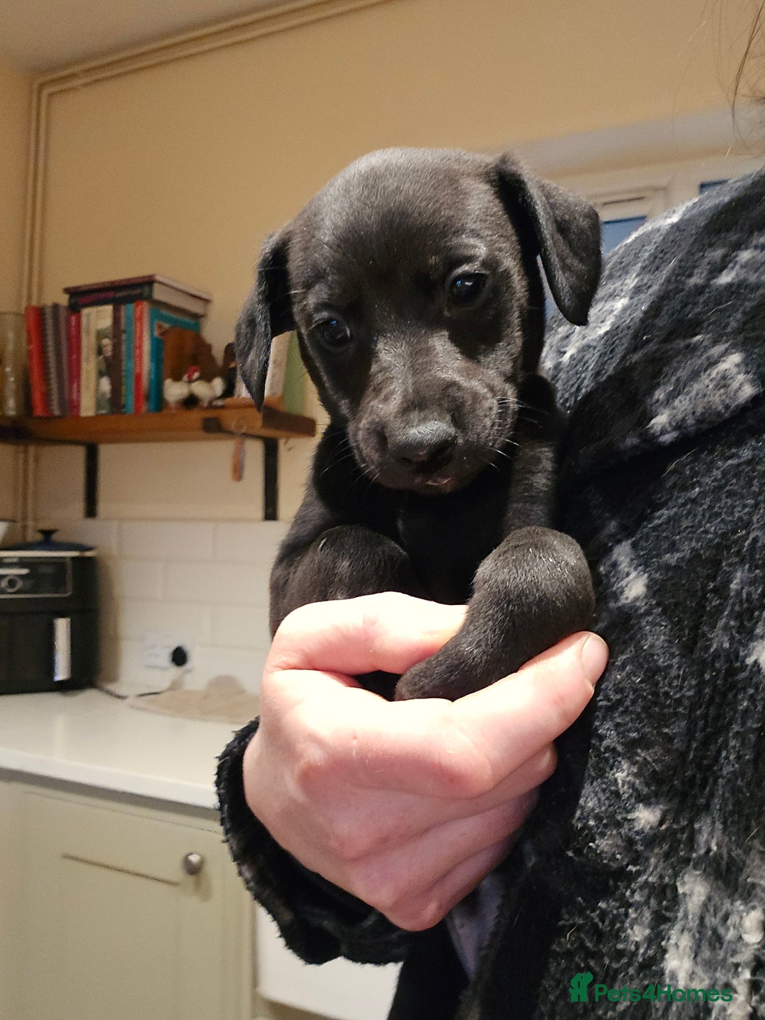 Whippet dogs for sale: Raven & Dobby   kc whippets - Advert 18