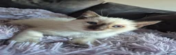 Snowshoe cats for sale: Rare Snowshoe Kittens  - Advert 25