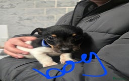 Jack Russell dogs for sale: Jack russel puppies - Advert 6