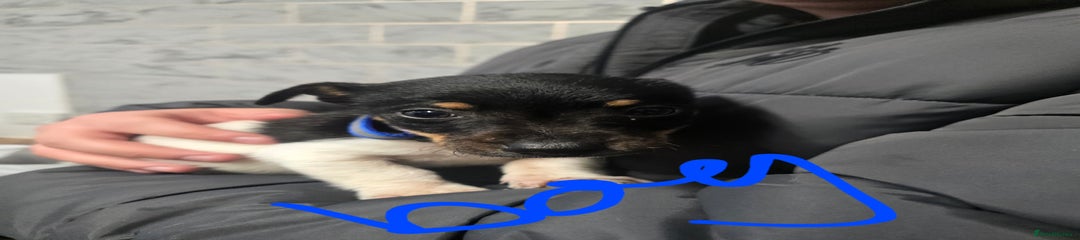 Jack Russell Puppy 2