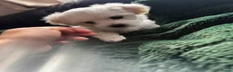 Maltese dogs for sale: >>PUREBRED BEAUTIFULLY MALTESE PUPPIES<< - Advert 28