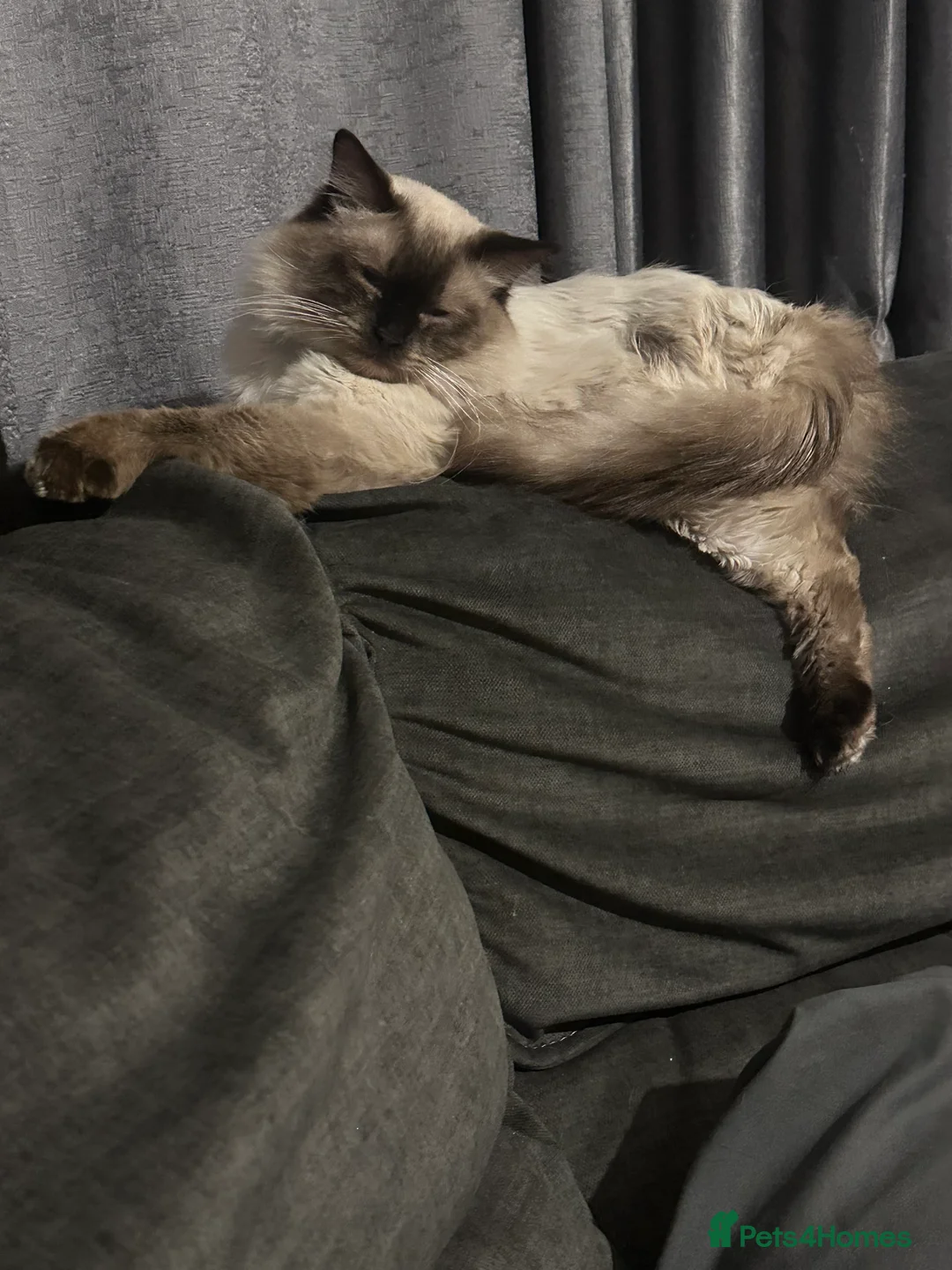 Ragdoll cats for sale: 5 beautiful ragdoll cross kittens available. - Advert 15