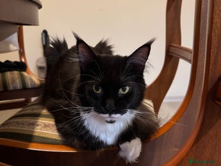 Maine Coon cats Gorgeous Maine Coon Girl by Gr. Champions For Sale - Advert 6