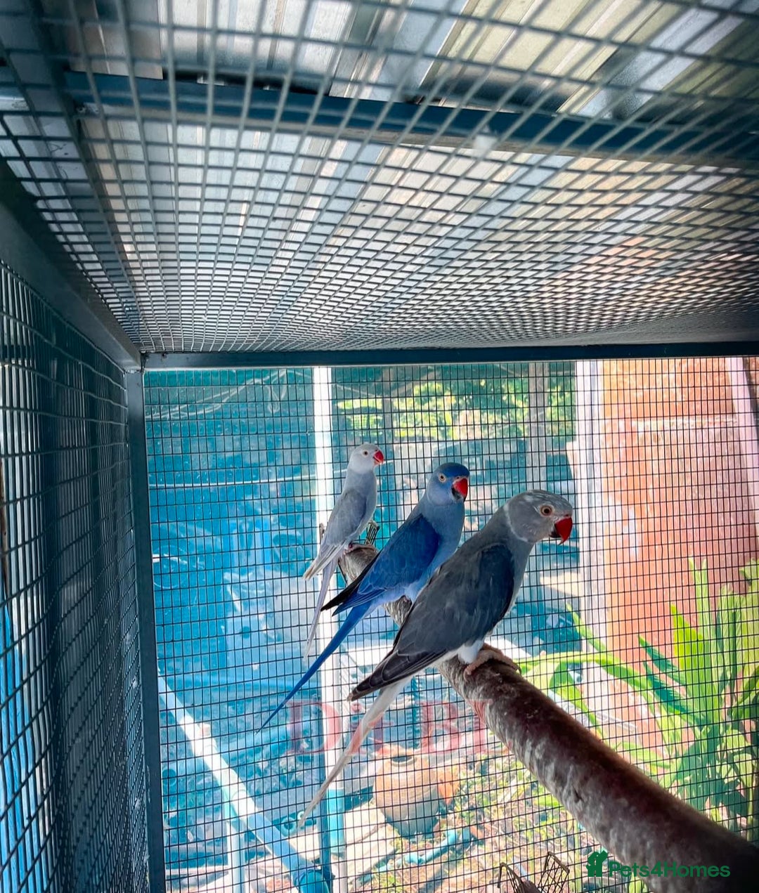 Parrots birds for sale: Indian Ringneck talking parrots  - Image 2