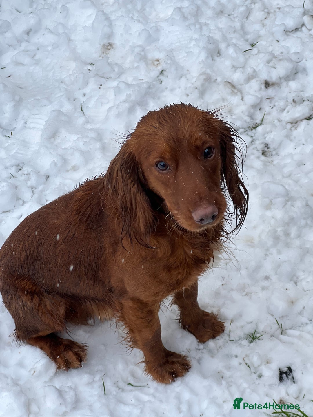 Cocker Spaniel dogs for stud: RED KC STUD DOG  in Bishop Auckland - Advert 4