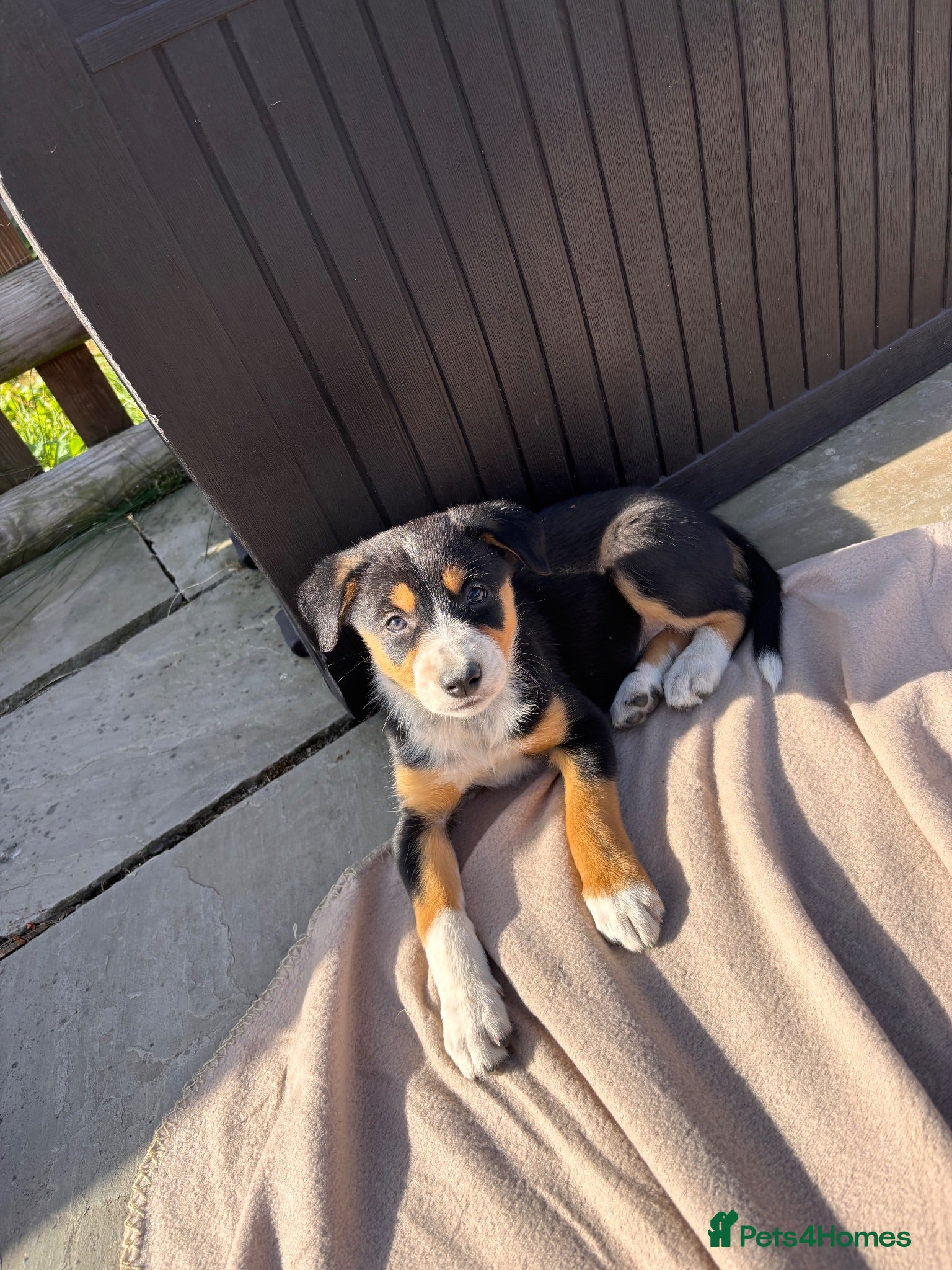 Border Collie dogs 9 Border Collie Puppies For Sale - Advert 1