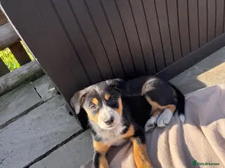 Border Collie dogs 9 Border Collie Puppies For Sale - Advert 1